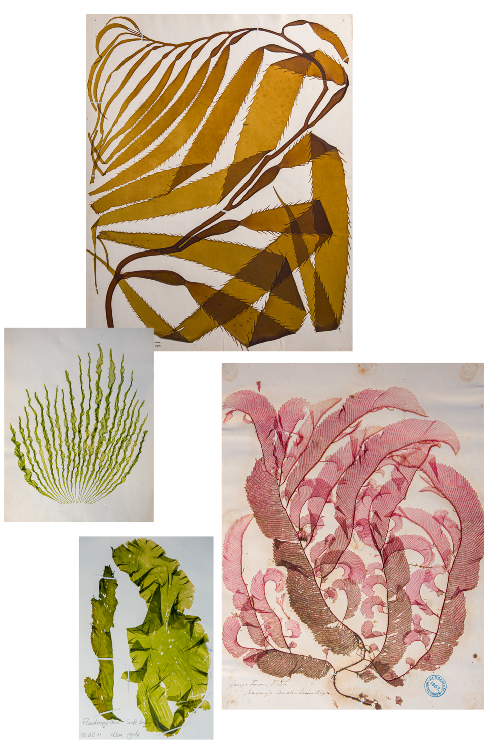 Colourful pressings of different seaweeds pulled from the Natural History Museum's collection and photographed.