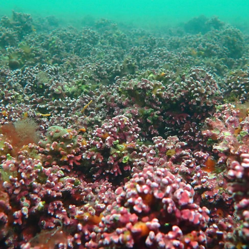 Pink nodules of maerl coating the sea floor, with other seaweeds growing on it, and nooks and crannies where marine wildlife set up their homes.