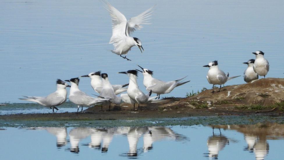 Sandwich terns on a small island in a lagoon. One bird flies on to the island.