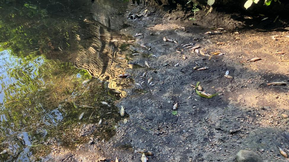 A lot of small fish dotted around the soil of a riverbank. The water is to the left.