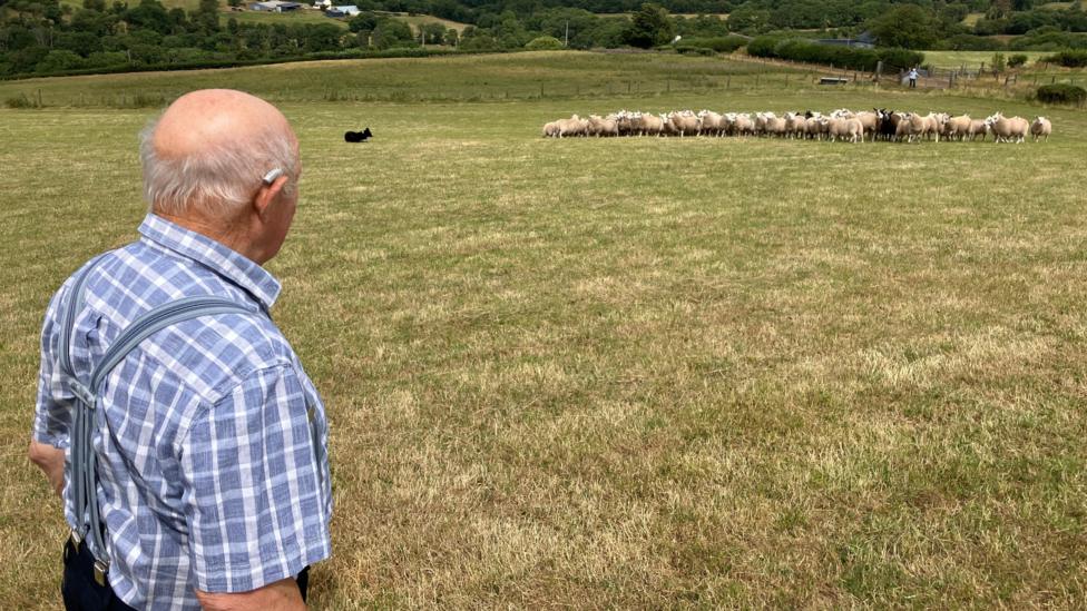 An image of an elderly man in a blue checked shirt taken from behind his right shoulder. He is standing in a farm field and looking at a flock of around 50 lambs being gathered by a sheepdog