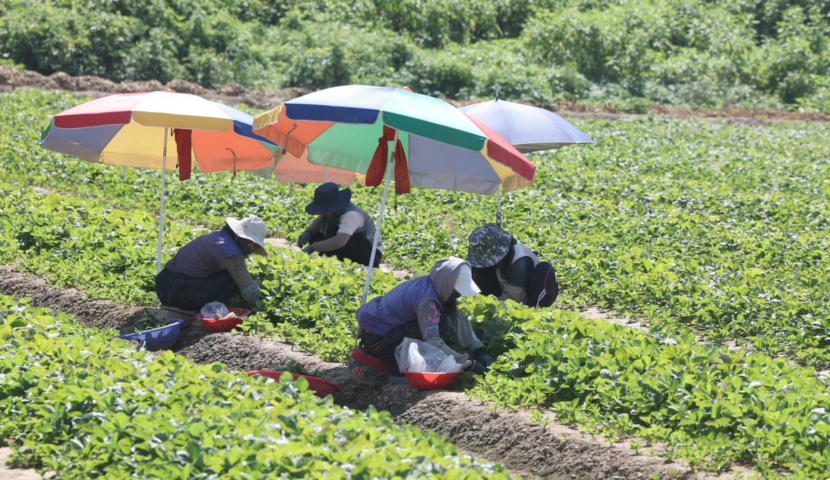 Workers harvest strawberries under parasols to protect against the scorching sun in Miryang, South Gyeongsang Province, South Korea.