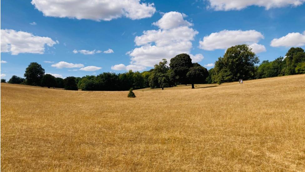 Sunlit park with dry grass, scattered trees and fluffy white clouds in a blue sky in Lower Basildon, West Berkshire