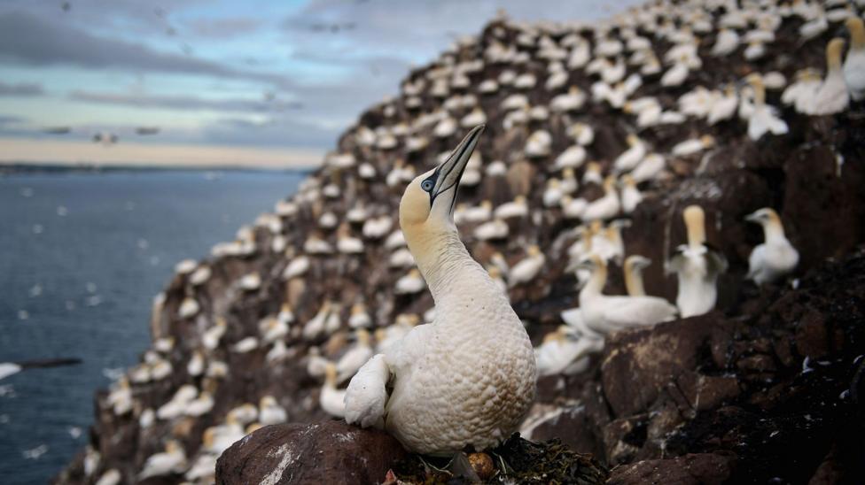 A close up of a gannet perched on rocks with dozens of other gannets behind it. The large birds are white with light yellow heard and long grey beak.