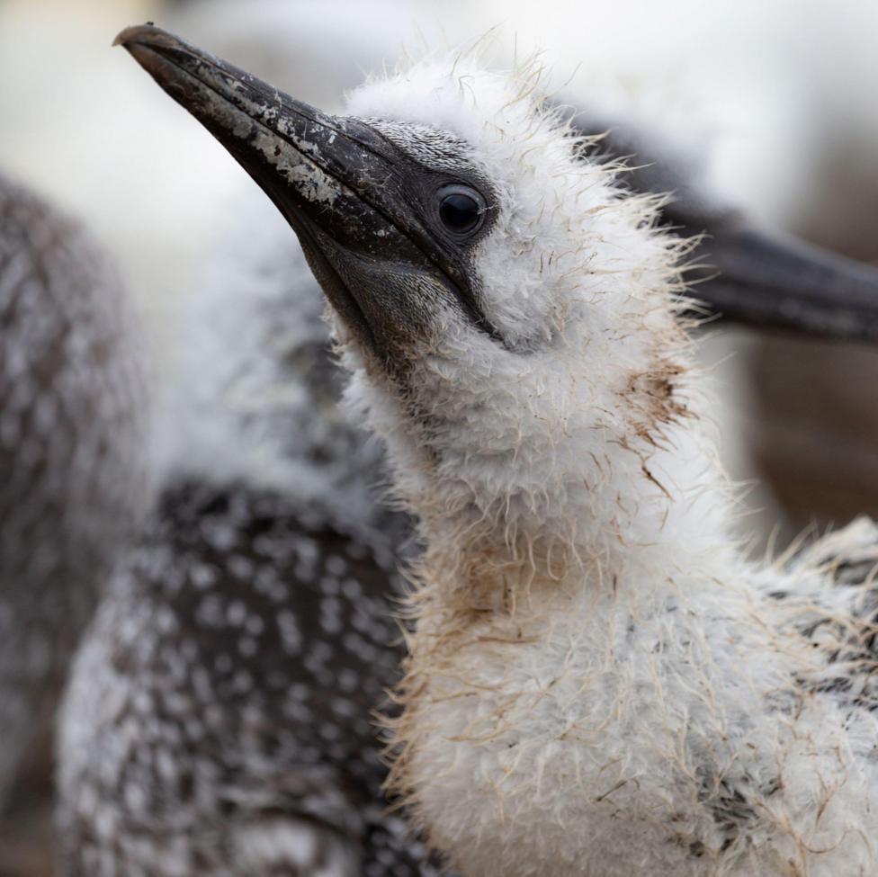 The chick has fluffy, slightly dirty, white feathers and a long grey beak.