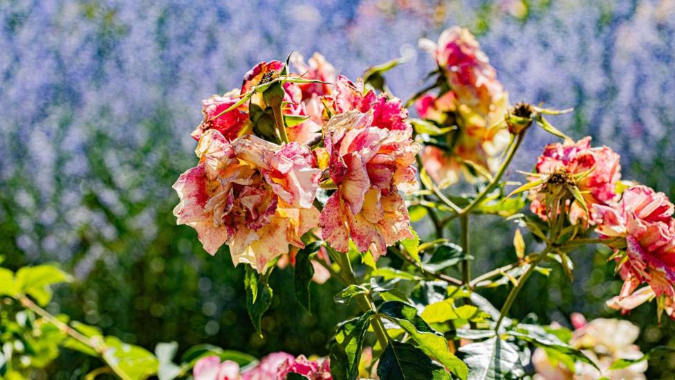 Pink and orange roses appear wilted and brown. Background of purple flowers is blurred