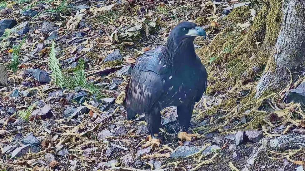 An eagle is standing on a forest floor. It has mostly black feathers but some white ones too. It has a dark hooked beak