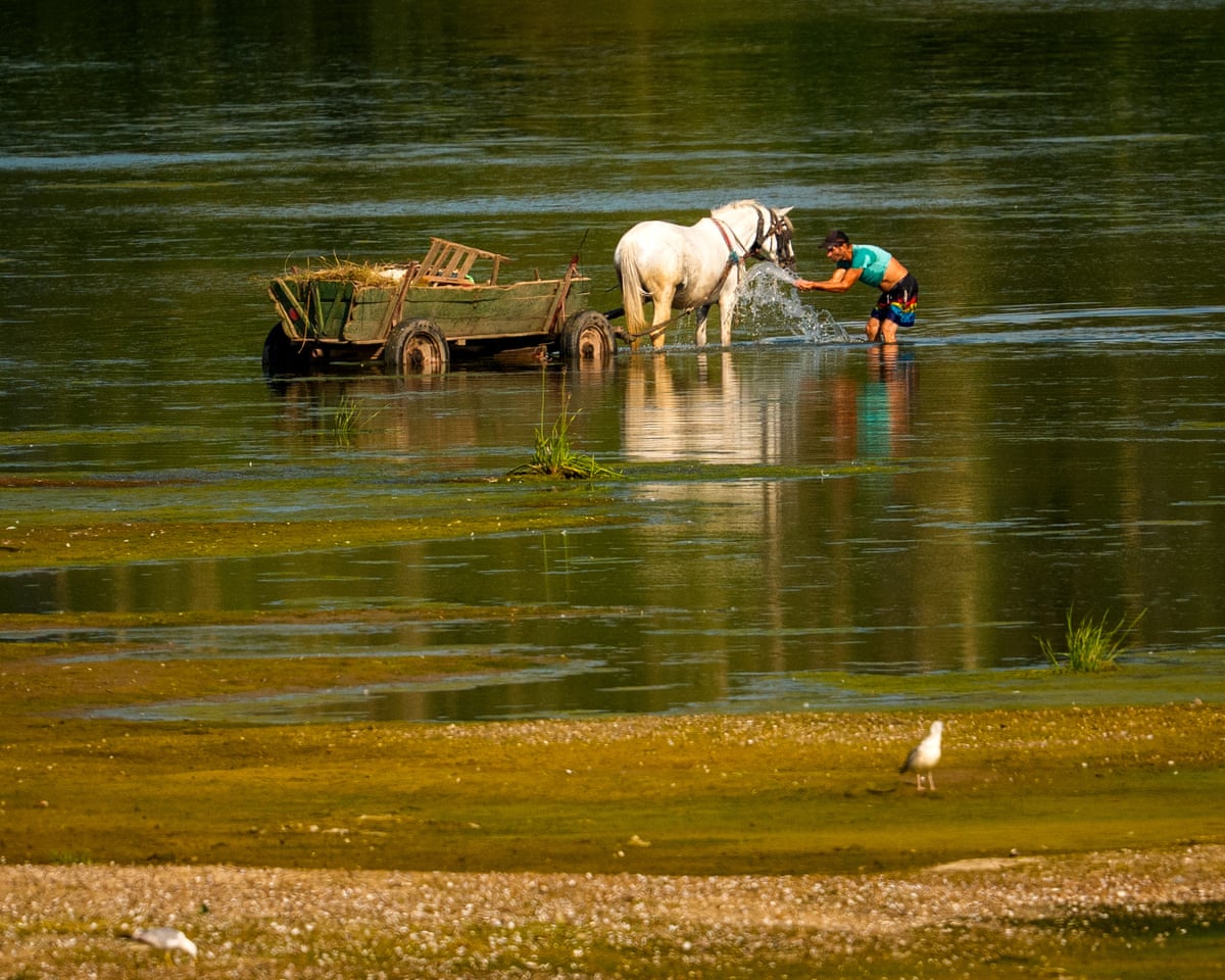A man splashes water on a horse to cool it off next to a bank of sand on the Danube River, as usually submerged areas are exposed due to extreme low levels of the water in Roseti, Romania.