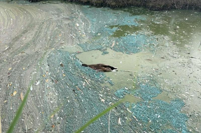 A dead Canada Goose ducks lies in murky, slimy water. Green pond plants surround the thick green water.