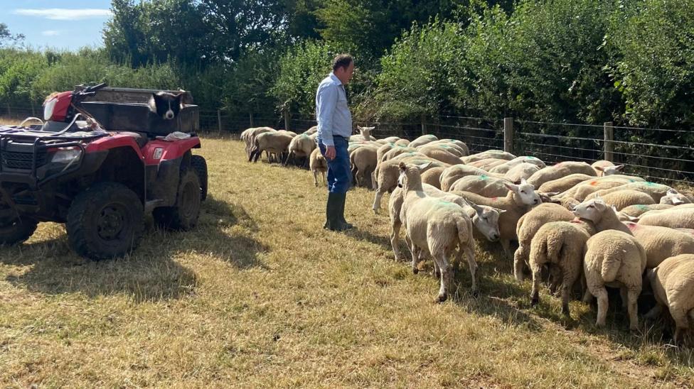 A farmer in a blue top and trousers and wearing wellies stands near a flock of more than 30 sheep. There is a fence and a hedge to their right and a re motorised vehicle to the left. The head of a black and white dog can just be spotted in the vehicle.
