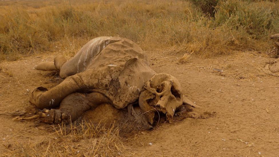 Elephant carcass lying on its side on the ground