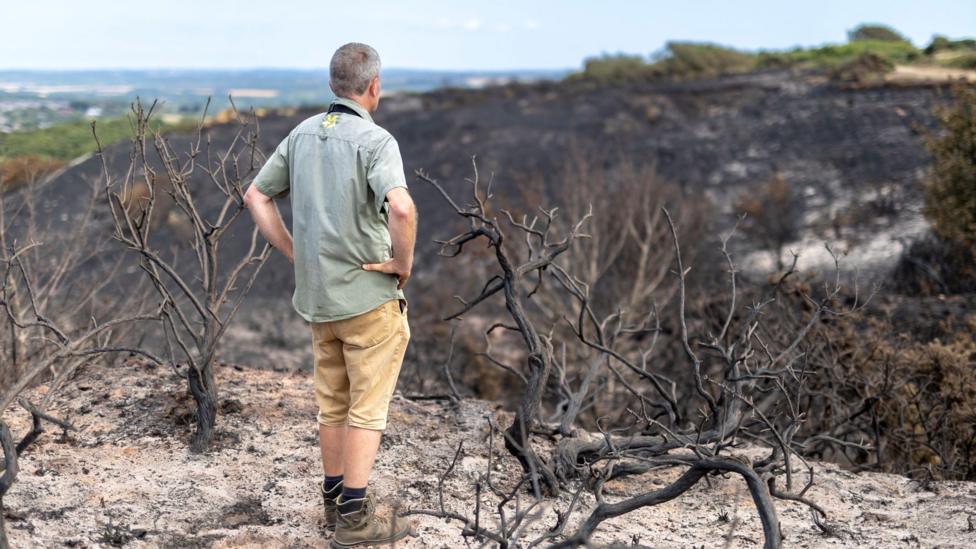 A man in a green national trust shirt with brown shorts, stands hands on hips, with his back to the camera, looking at a burnt heathland.