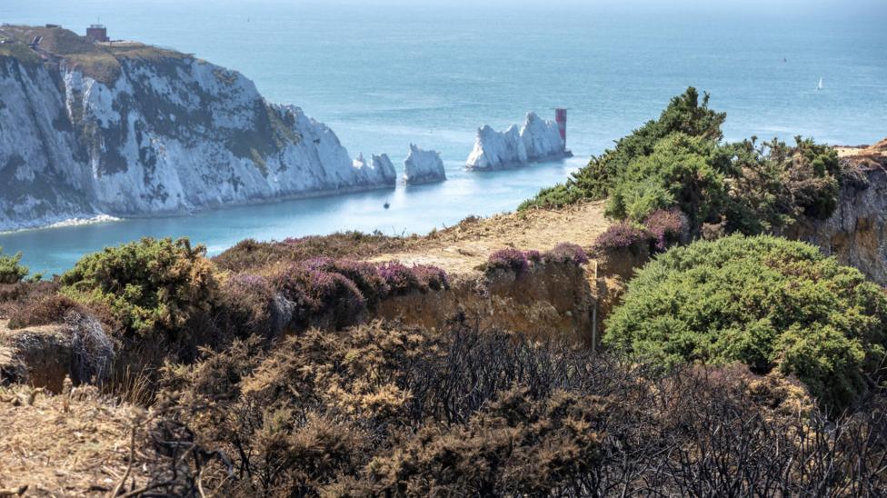 Burnt gorse in the foreground looking over the cliff towards the chalk cliffs and Needles lighthouse