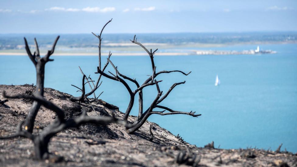 Charred stalks of with the Solent in the background