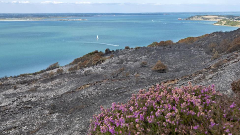 Flowering heather at the edge beside the burnt landscape