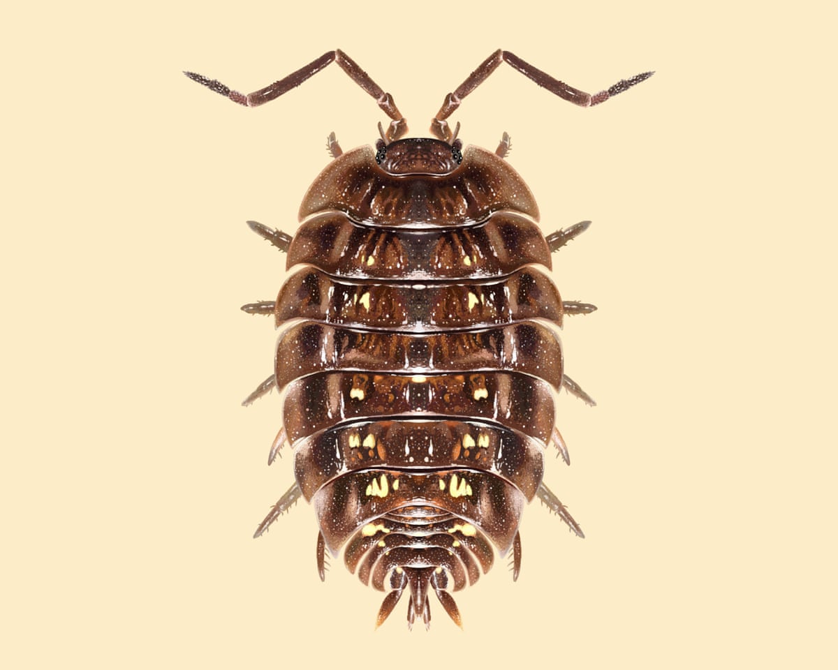 A woodlouse