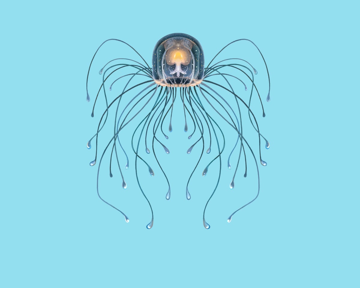 The immortal jellyfish