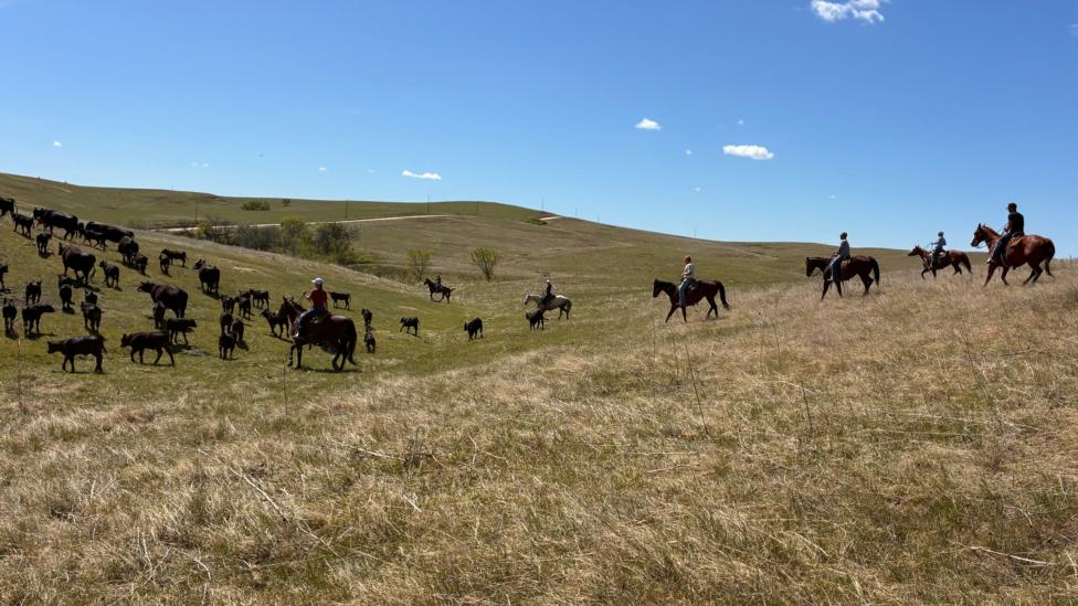 Eric Gropper and colleagues ride horses beside some of their cattle on a dry, rolling field, with the sky behind them