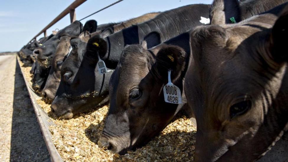 Cattle eating at a feedlot in Texas