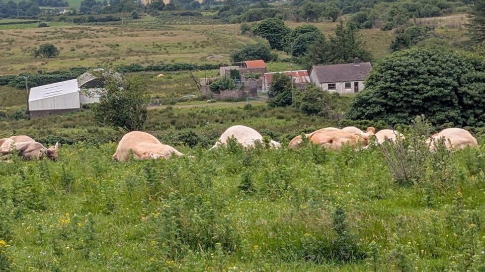 Dead cattle lie in a field 
