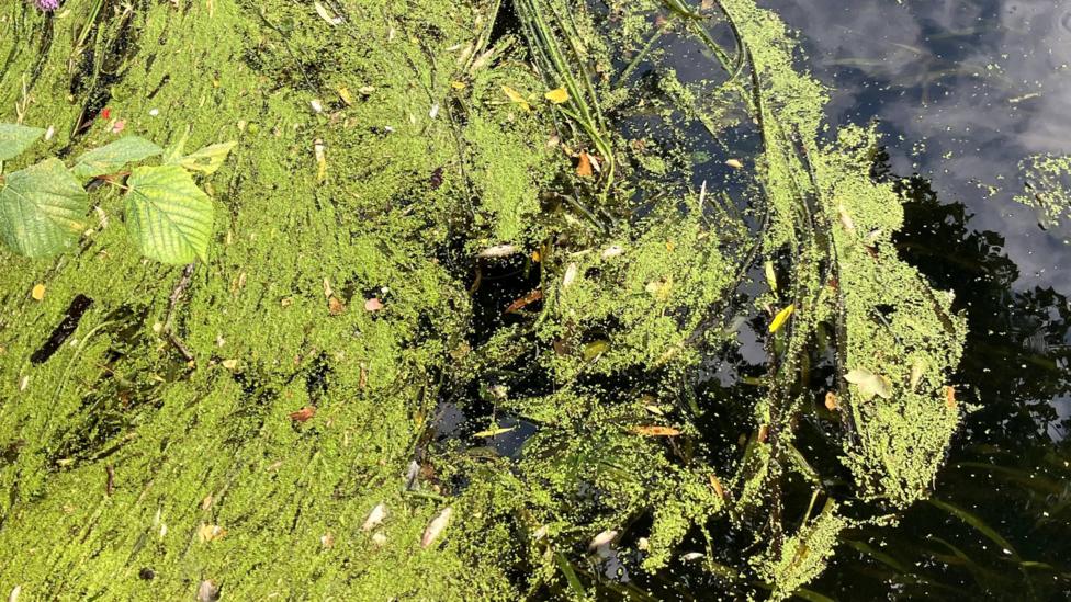 A massing of weed can be seen in a river, with debris and dead fish caught up in it, floating on the surface
