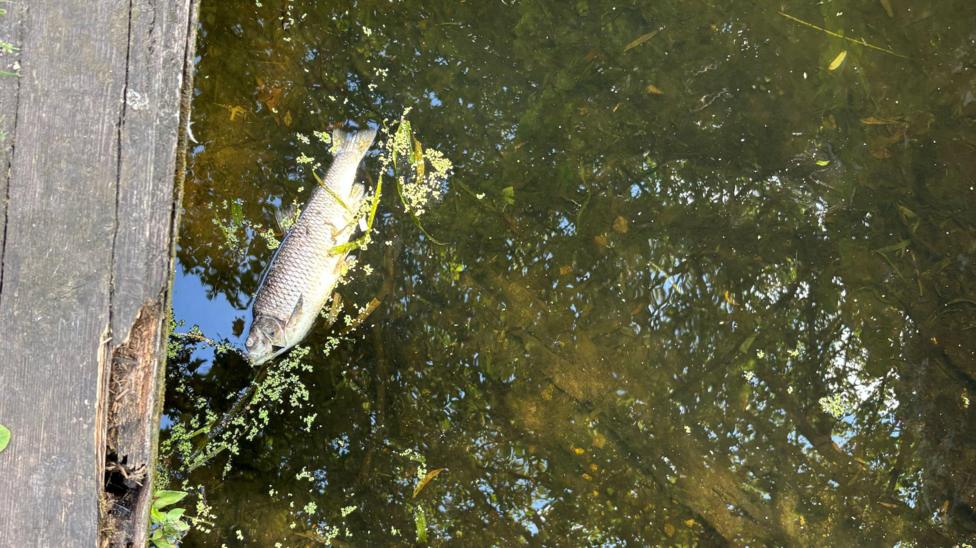 A fish floats on top of the river next to a wooden board