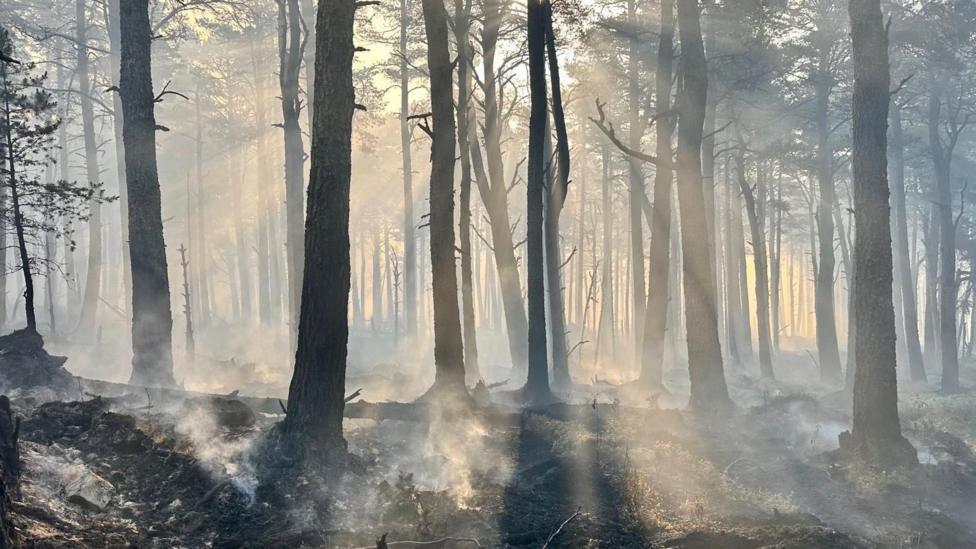 Charred tree trunks and smoke in an area of forestry in the Cairngorms.