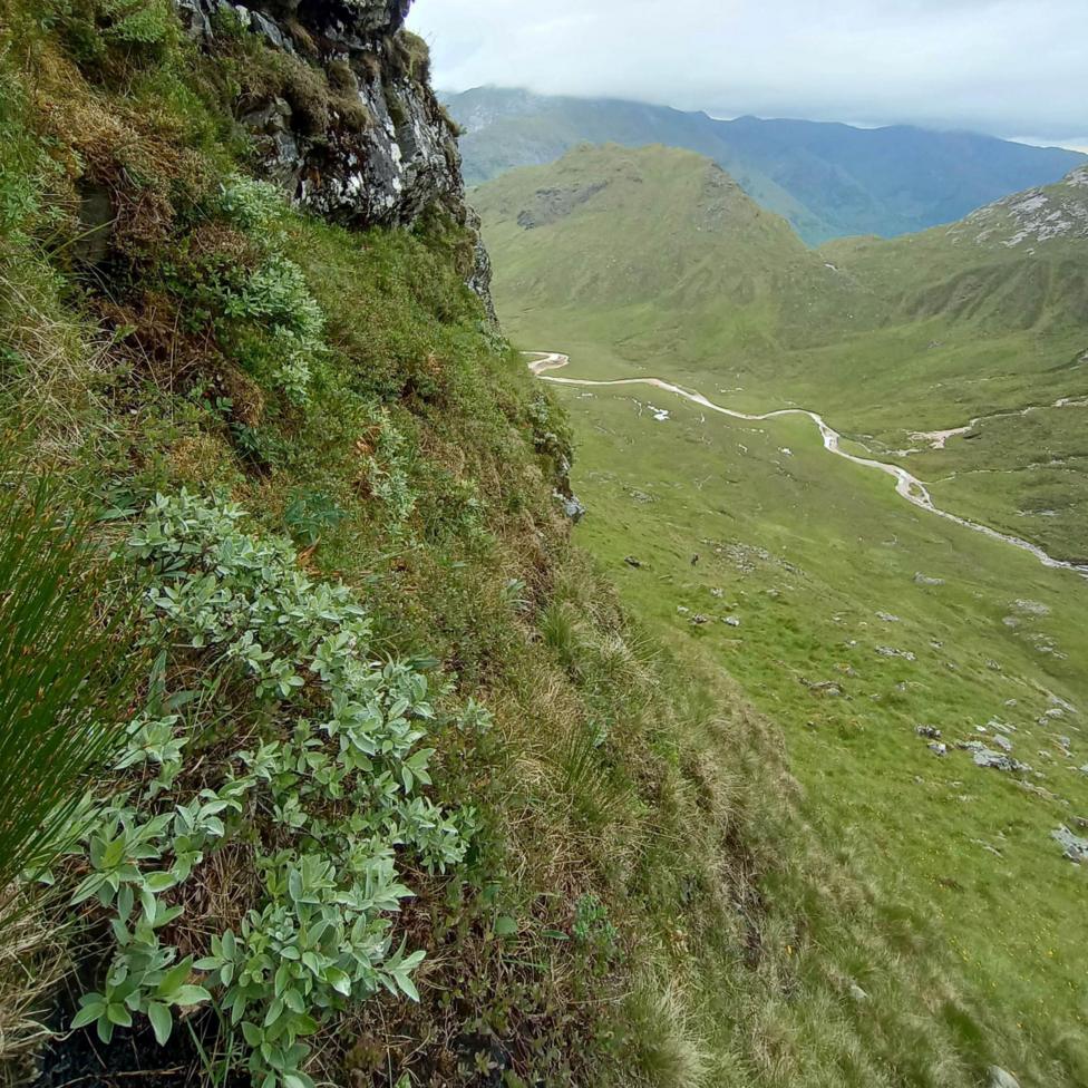 A small tree growing on the side of a steep slope in Lochaber