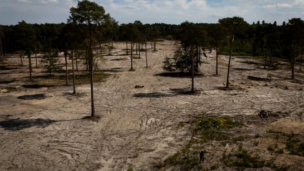 A view of the dry land at Ockham Common near Wisley in Surrey on 4 August 2026