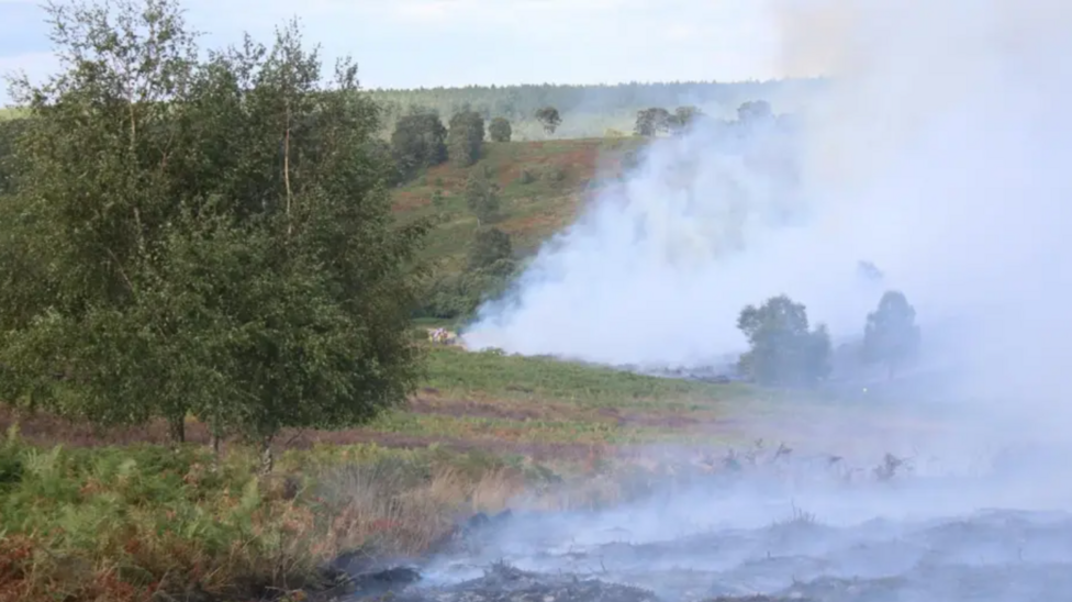 Smoke rises from smouldering heathland after a wildfire broke out at the site. Large trees are standing on the left and the heathland stretches out into the distance.