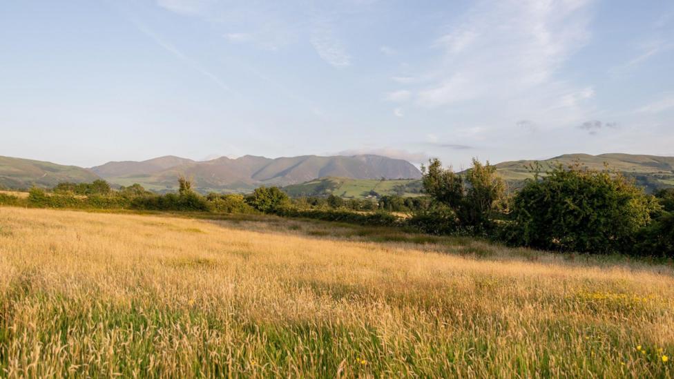 A field with long green and yellow grass and is slightly sloped to the right. There is a line of trees and bushes at the edge of the field on the right and fells in the distance. The light is making the yellow in the grass appear a golden colour. The sky above is a pale blue with thin, wispy clouds.