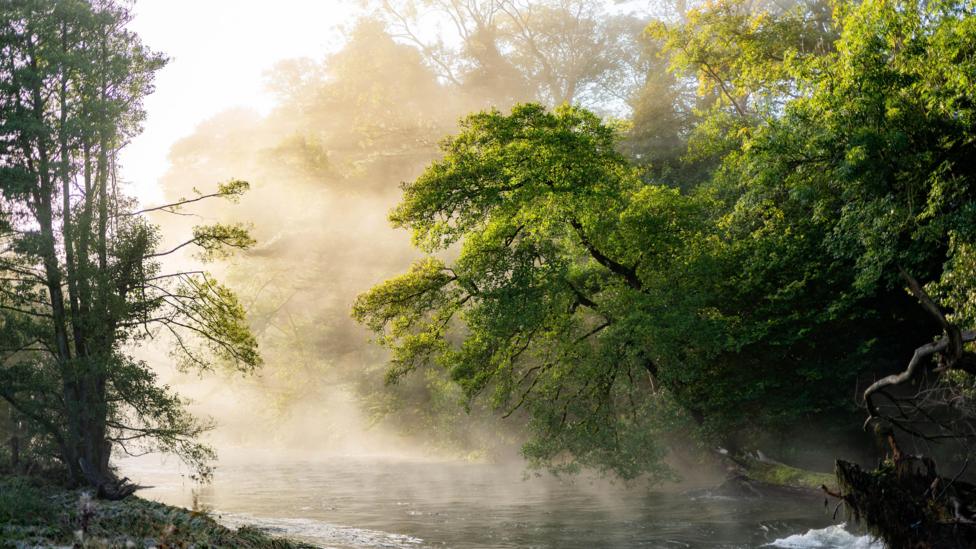A river with overhanging trees. There is mist above the surface of the water which is calm with a bit of white water in the bottom right corner. The light is golden, making some of the leaves appear lighter green. The trees further up stream are obscured by the mist coming off the river. The sky also looks white because of it.