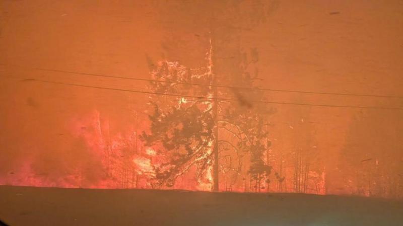 a tree in a forest on fire as red smoke surrounds it