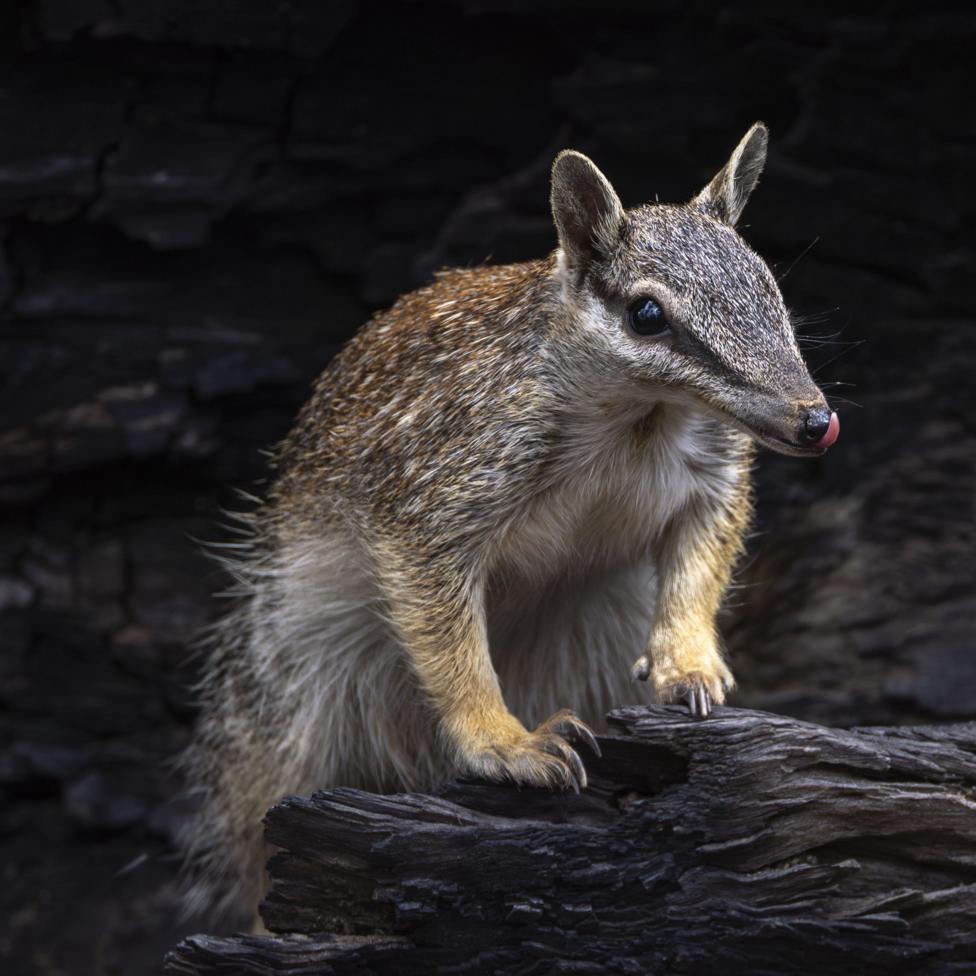 A numbat on a blackened log licks its nose