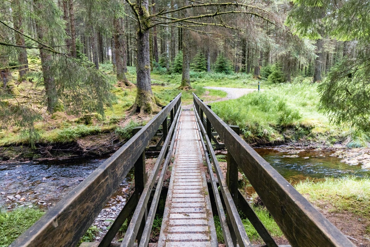 Wooden bridge over a river in woodland