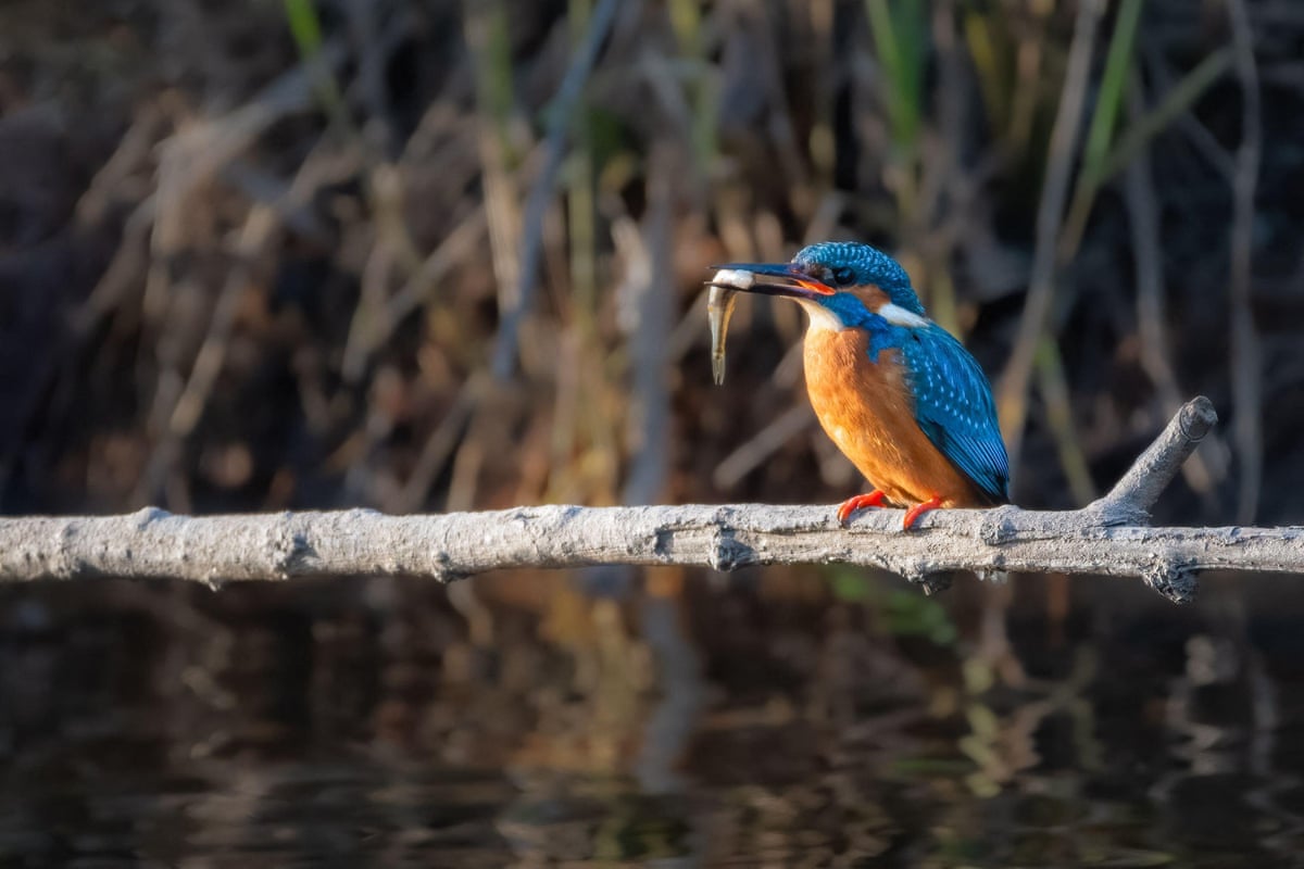 A kingfisher sitting on a branch over a river with a small fish in its beak.