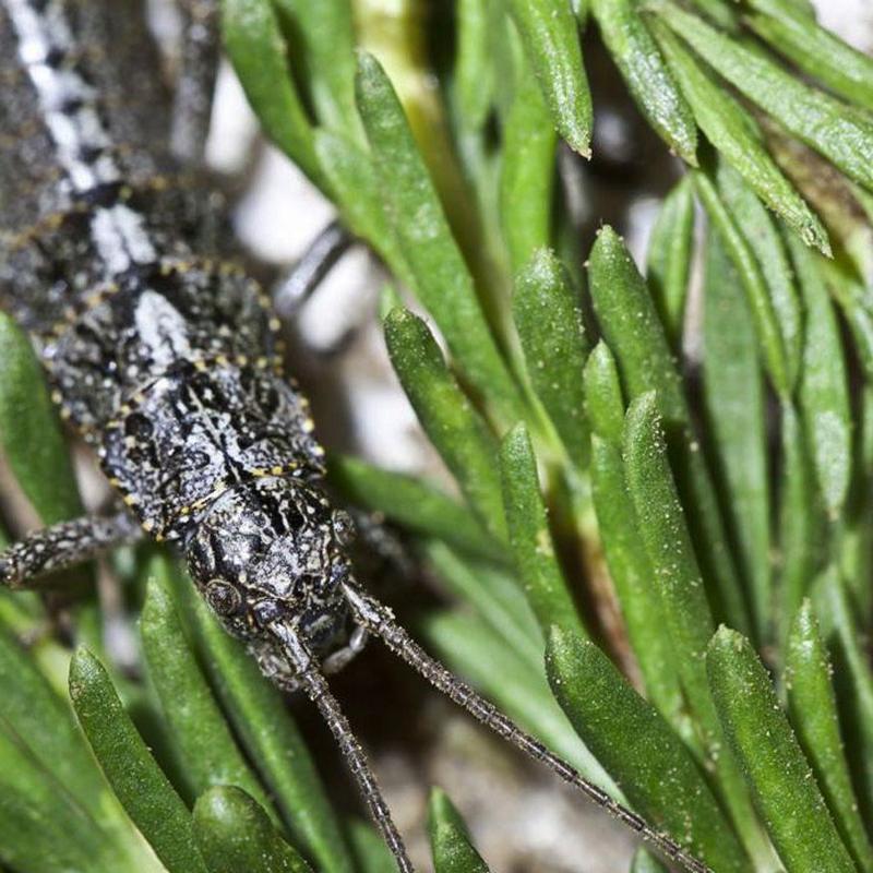 A black stick insect in among long green leaves