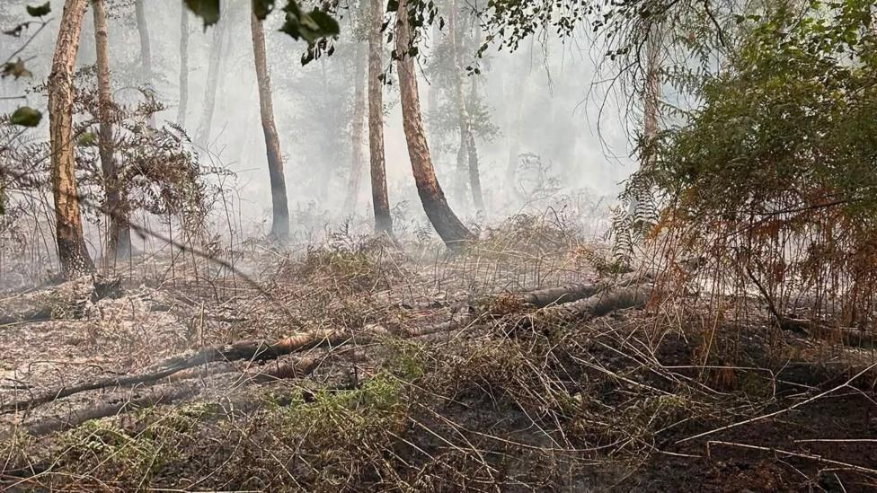 The aftermath of a fire in a nature reserve. It is in a wooded area where smoke is filling the air.
