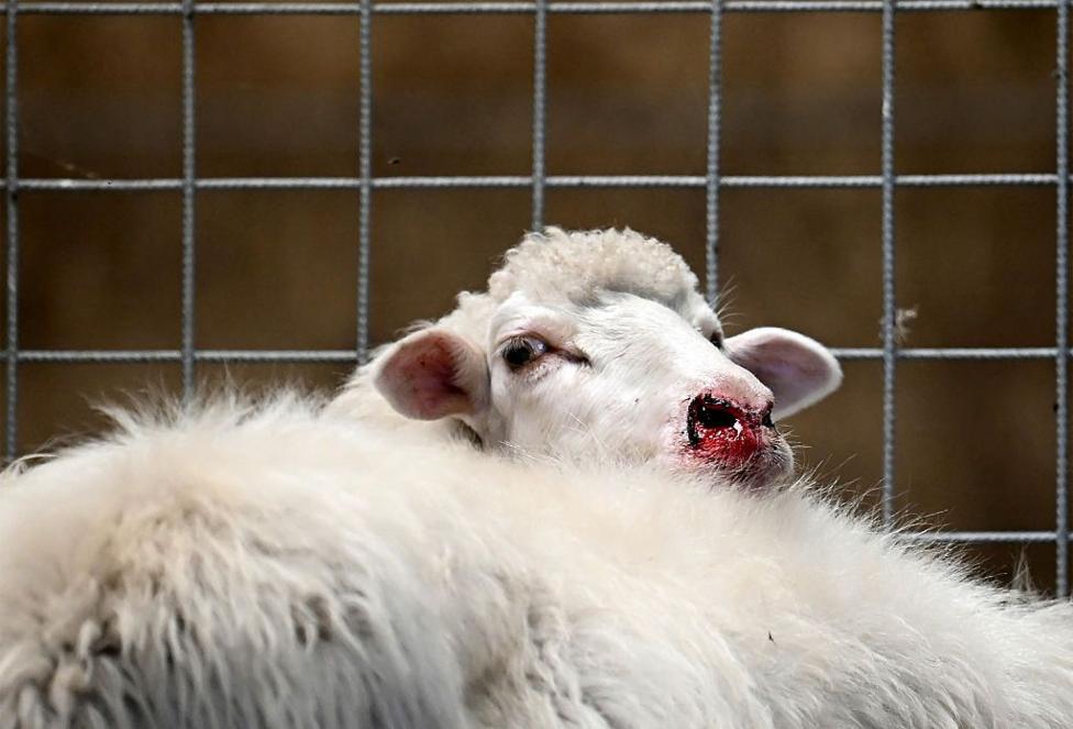 A sheep with a bloody nose, standing next to a wire grid.