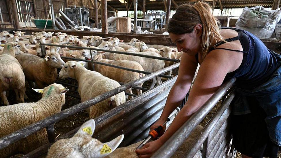 A woman in a vest top vaccinating a sheep in a pen. There are dozens of other sheep behind her in a large barn.