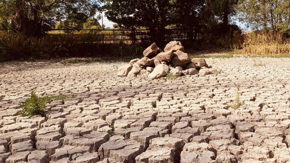 Cracked dry earth with trees and a fence in the background