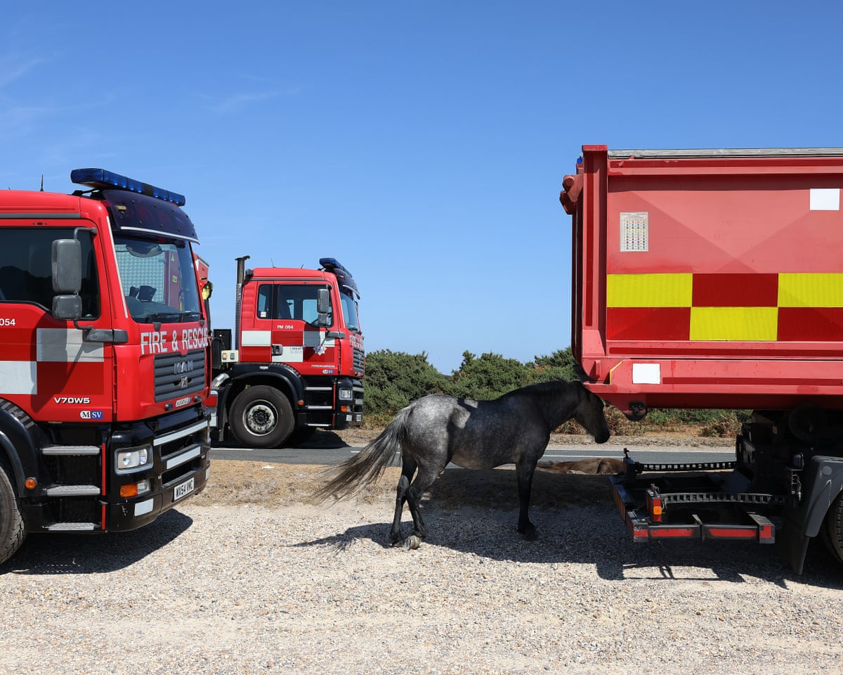 A horse stands in the shade next to a lorry