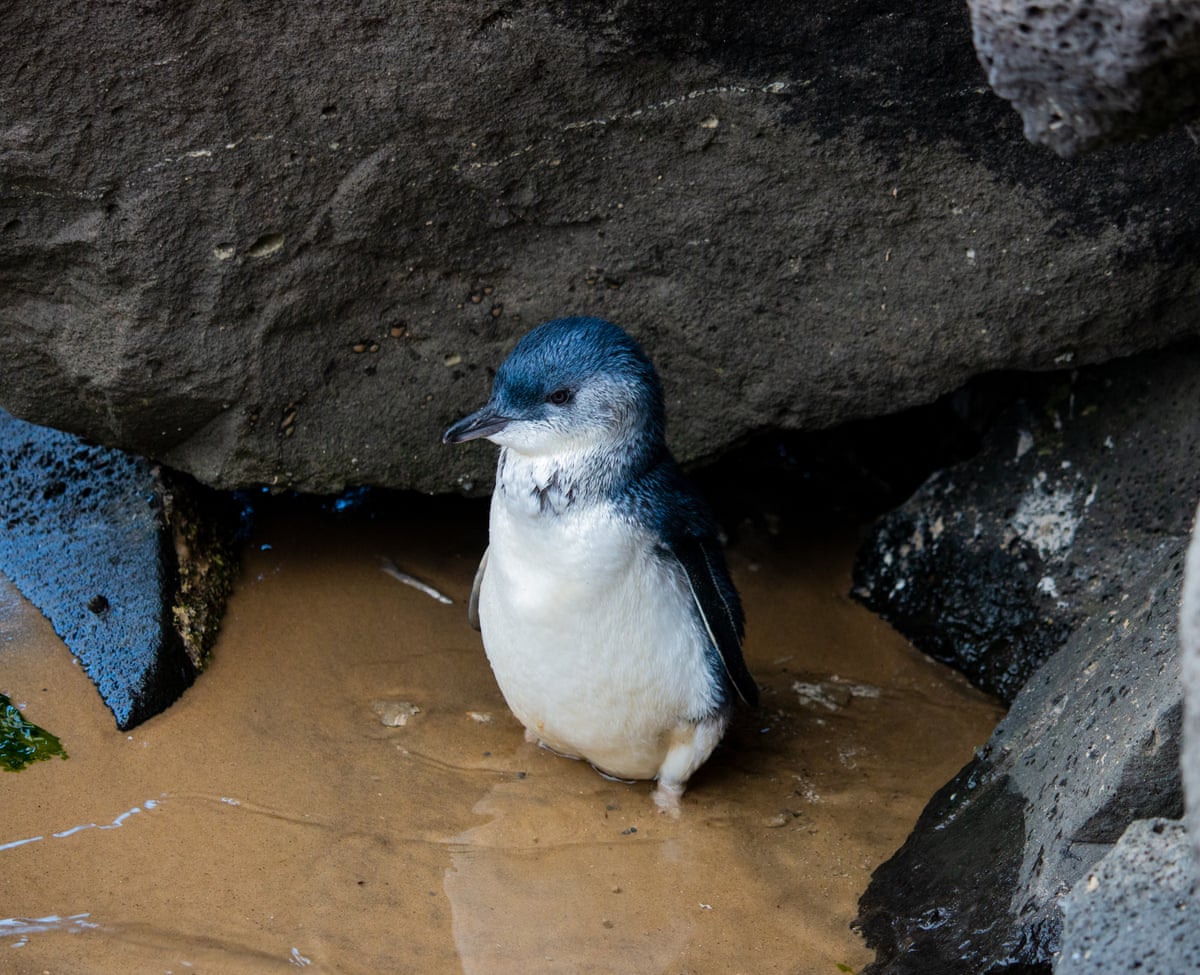 A little penguin at St Kilda pier