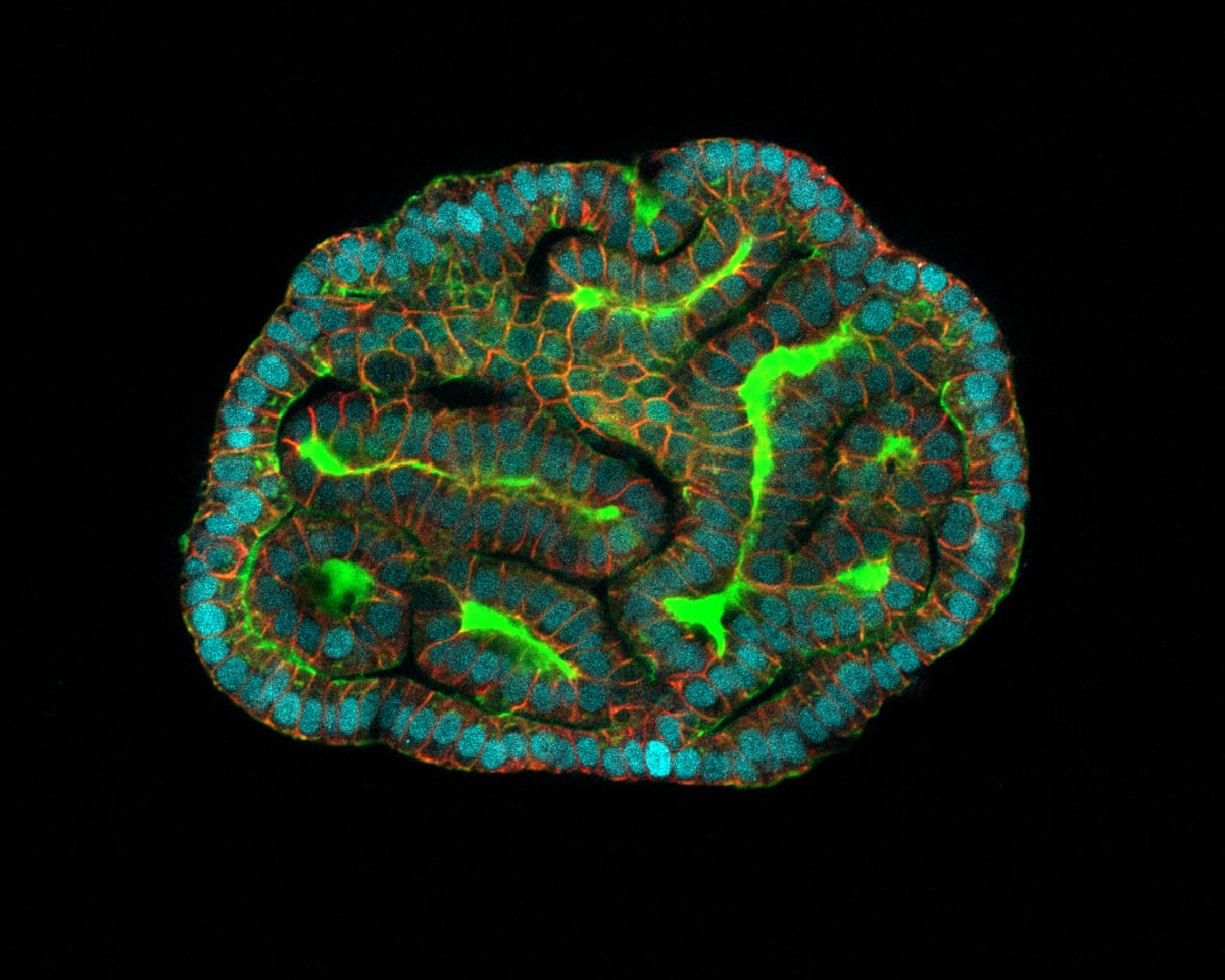 UK Scientists to Grow Miniature Human Organs to Replace Animal Drug ...