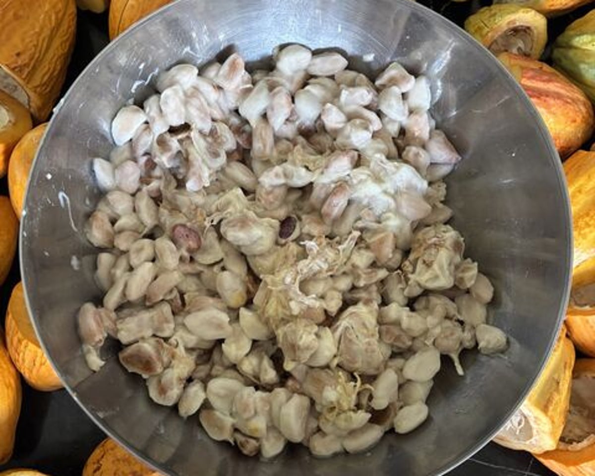 Raw cacao beans in a stainless steel container