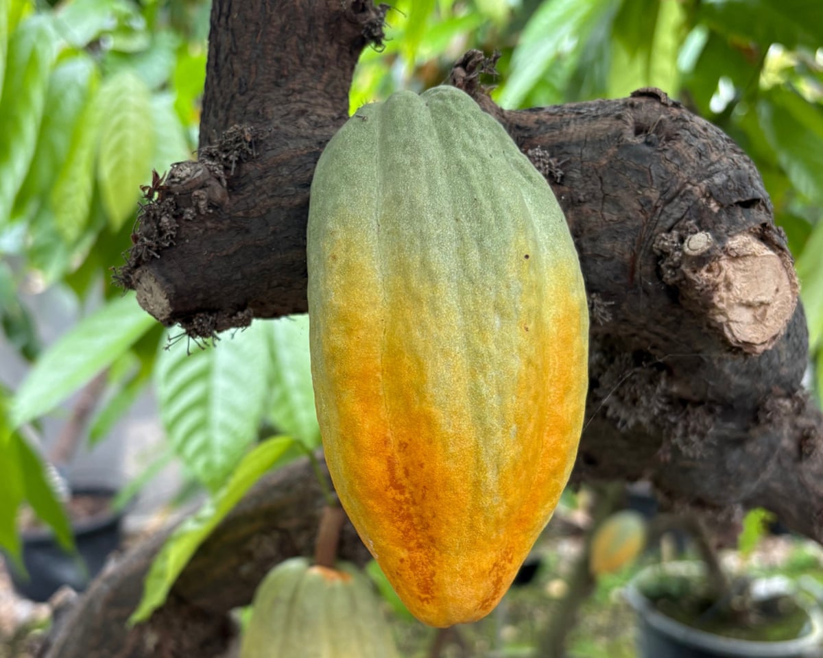 A close-up of a cocoa pod growing.