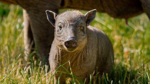 A close up of a babirusa piglet named Rana at Chester Zoo. Her mother Matano's legs can be seen in the background.