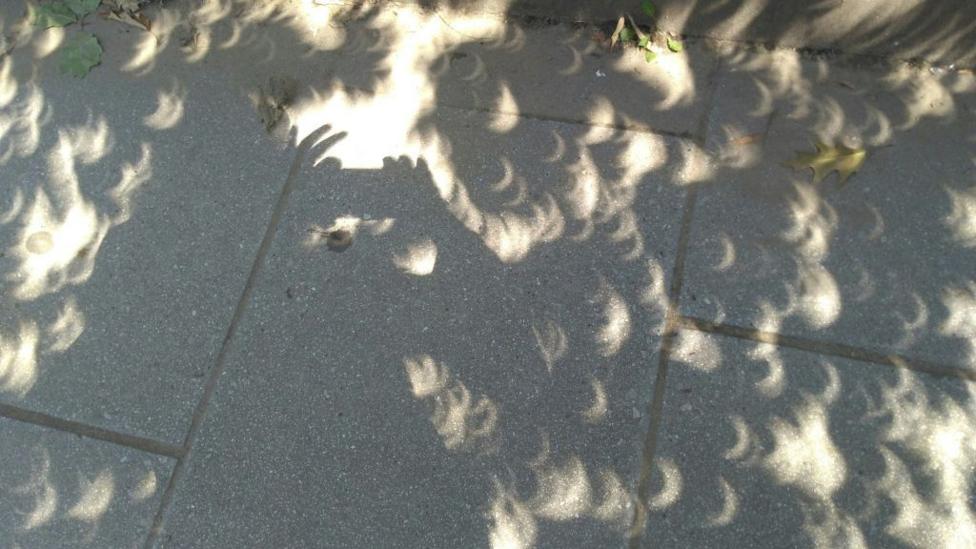 A grey pavement dappled with crescent shaped shadows caused by a solar eclipse filtered through tree leaves above.