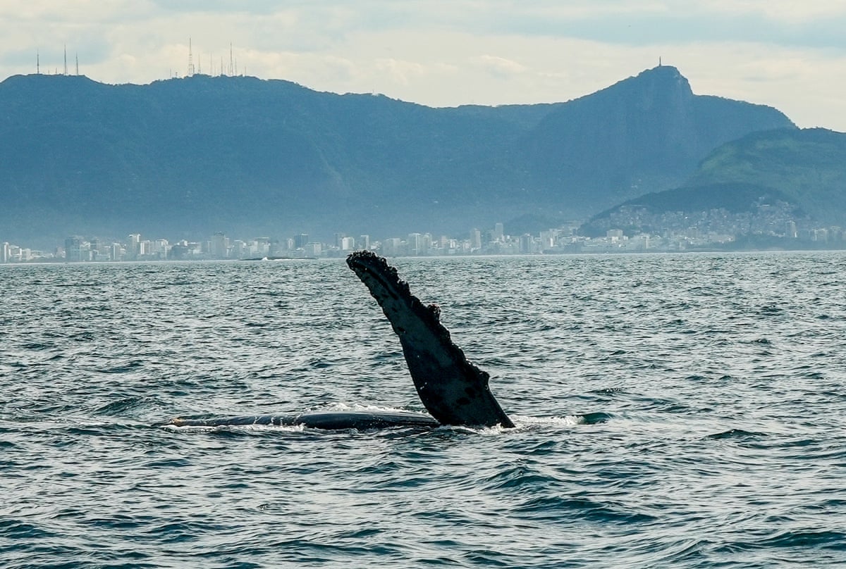 The knobbly edge of a whale’s fin sticking out of the water, with Rio’s skyline and hills on the horizon