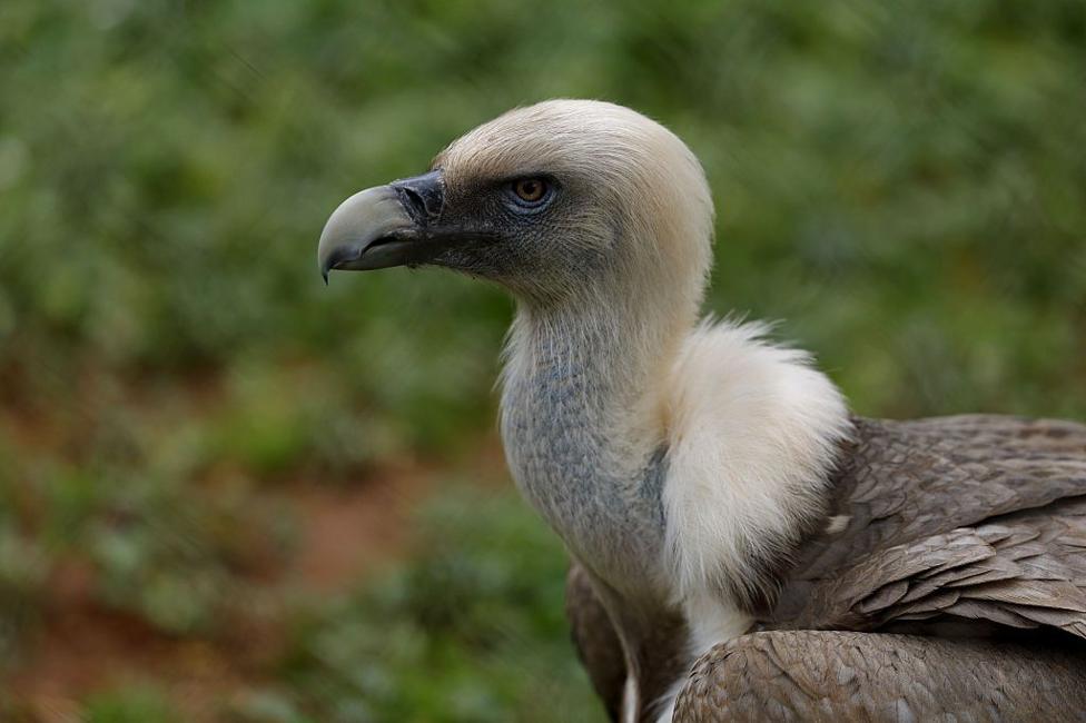 A griffon vulture standing on the ground in a zoo, seen from the chest and neck up.